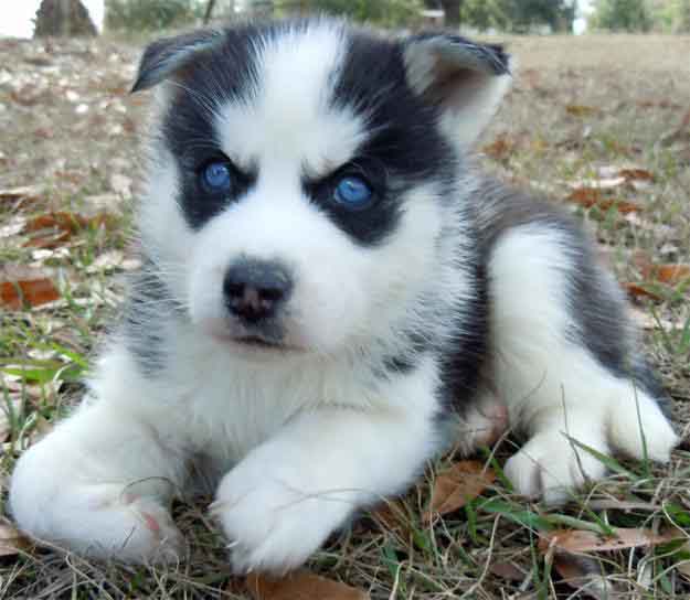 Siberian Husky puppies - Singapore Pets Listing Siberian Husky puppies - Singapore Pets Listings | Sg Pets
